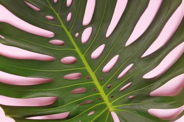 Philodendron Canavarı tropik yaprak yakın plan. Tropik arkaplan.