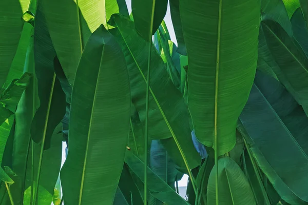Textura de folhas tropicais grandes brilhantes . — Fotografia de Stock