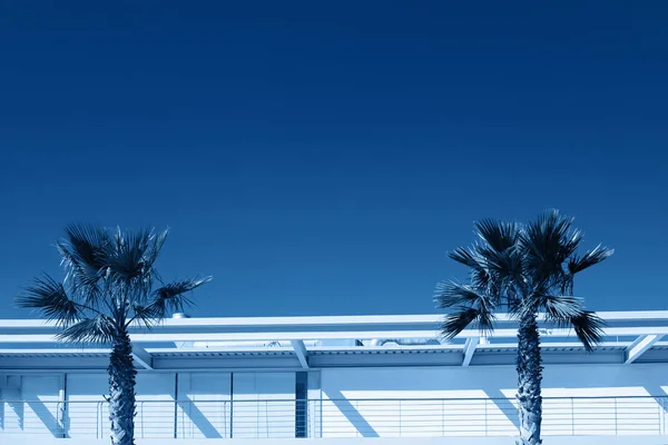 Two palms in a minimalist urban landscape toned in blue color. — Stock Photo, Image