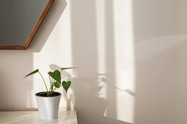 Interior minimalista com planta casa verde . — Fotografia de Stock