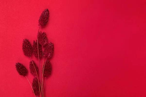 Bunch of red colored dried flowers on red backround with copy space — Stock Photo, Image