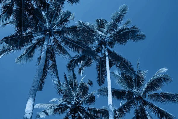 Palme tropicali sopra il cielo blu pulito in una giornata di sole, vista da terra — Foto Stock