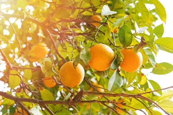 Almuerzo con naranjas maduras en el árbol —  Fotos de Stock