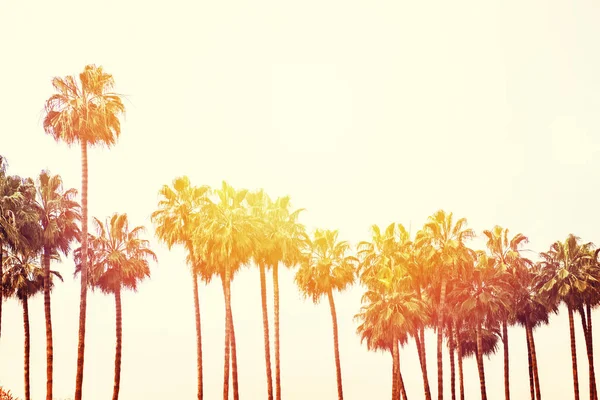 Paisaje con hilera de palmeras altas, foto tonificada — Foto de Stock