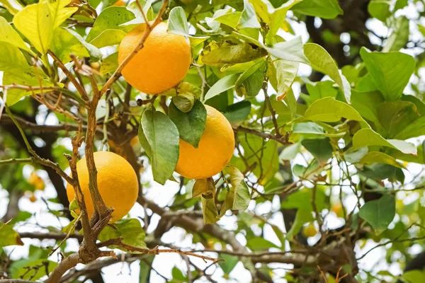 Almuerzo con naranjas maduras en el árbol —  Fotos de Stock