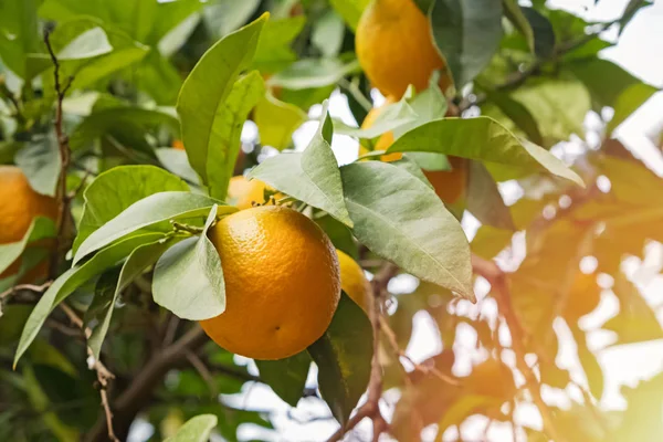 Almuerzo con naranjas maduras en el árbol —  Fotos de Stock