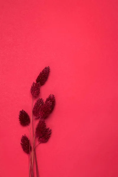 Bunch of red colored dried flowers on red backround with copy space. — Stock Photo, Image
