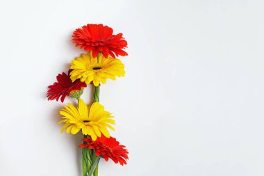 Beyaz arka planda renkli Gerbera çiçekleri.