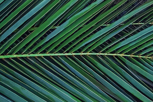 Close-up tiro de folha de palmeira tropci . — Fotografia de Stock