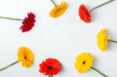 Bright red and yellow gerbera flowers arranged into a circle frame on the white background,
