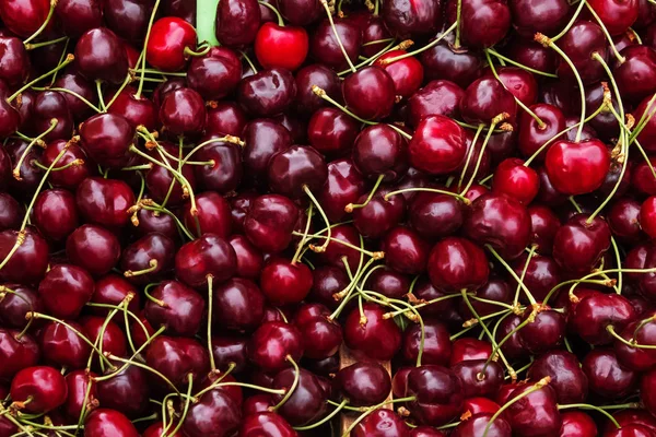 Fresh organic cherries on the farmers market. — Stock Photo, Image