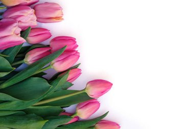 Bunch of fresh spring pink tulips ulips on white background