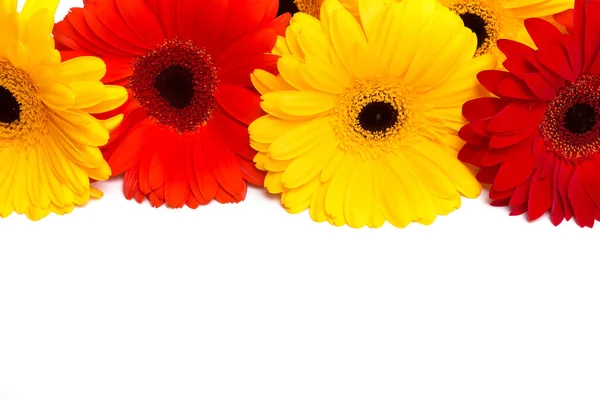 Flores de gerbara amarelas e vermelhas no fundo branco — Fotografia de Stock
