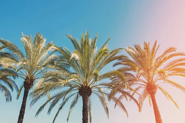 Tropische palmen op de heldere achtergrond, getinte foto. — Stockfoto