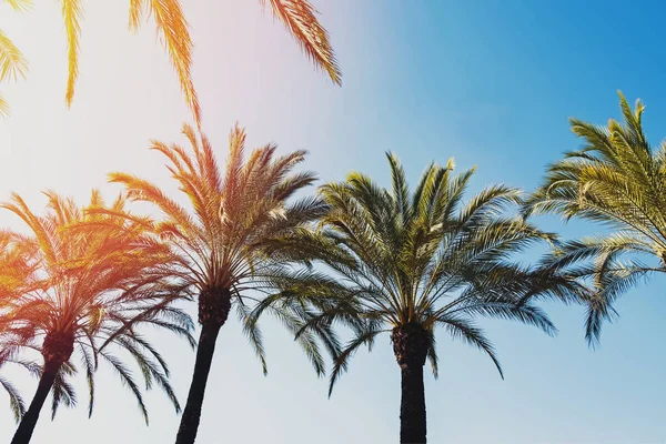 Palm trees on the clear sly backround, sunny toned photo. — Stock Photo, Image