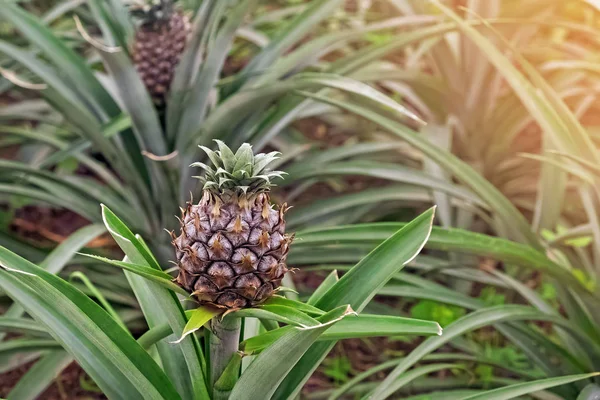 Close-up shot of pineapple fruit growing on the farm — Stock Photo, Image