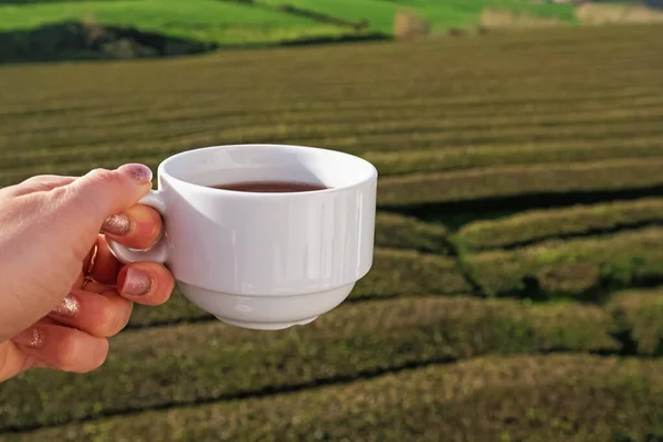 Woman hand close-up holding tea cup on tea plantation