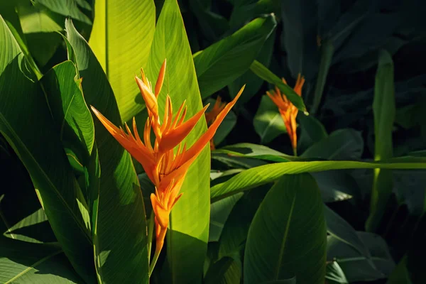 Flor tropical exótica chamada Pássaro do Paraíso — Fotografia de Stock