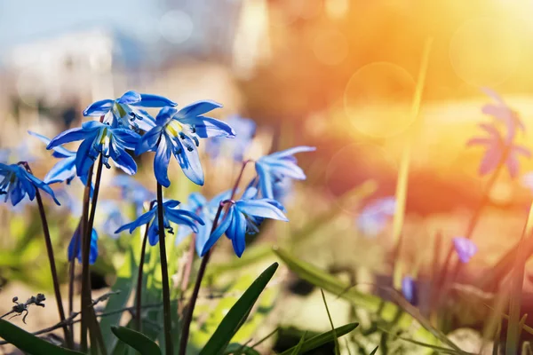 晴れた日には青い春の花が終わります. — ストック写真