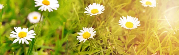 Μαργαρίτες λουλούδια πεδίο ευρεία γωνία φόντο το καλοκαίρι — Φωτογραφία Αρχείου