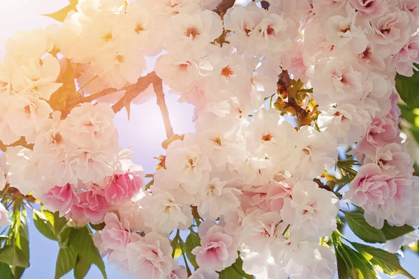 Schöner Baum mit weißen blühenden Blüten aus nächster Nähe. — Stockfoto