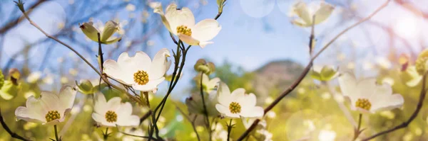 Tavaszi panoráma gyönyörű fehér virágokkal. — Stock Fotó