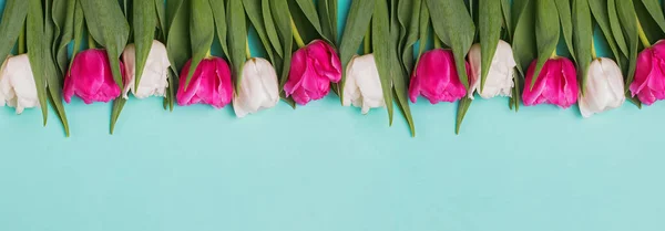 Banner s čerstvými tulipány květiny na modrém pozadí. — Stock fotografie