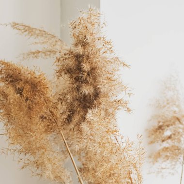 Beyaz duvara karşı kuru bej kamış..