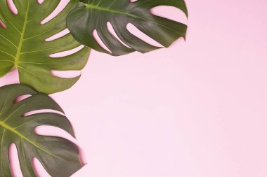 Pembe arka planda canavar yaprakları