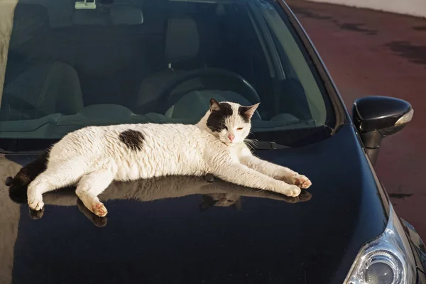 Ленивая сонная кошка лежит на машине — стоковое фото