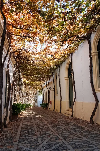 Old vine with yellow leaves in the narrow white street