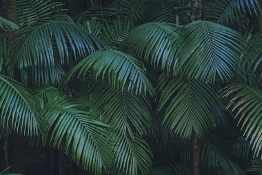Yeşil tropik plazma arka plan için koyu tonda doku bırakır.
