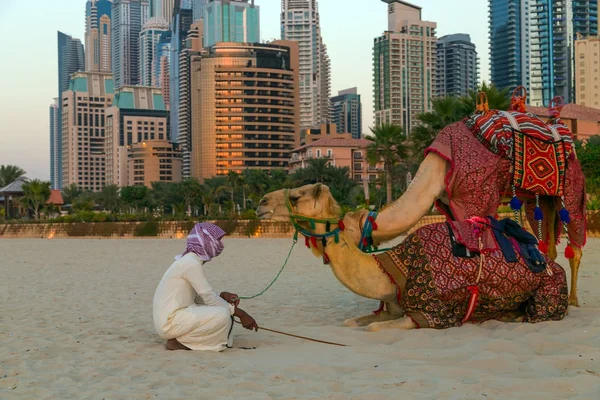Camel beach Dubai