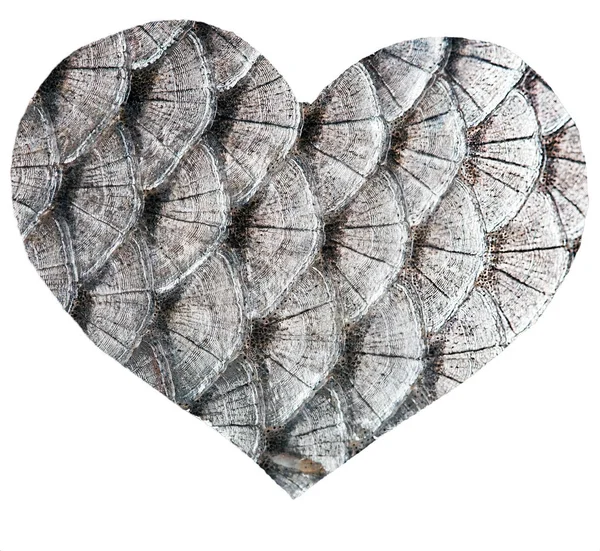 Schalen vis decoratief hart-muur — Stockfoto
