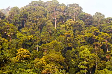 Tropikal yağmur ormanları yeşil ağaçlar
