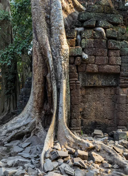 Дерево Баньяна в руины Та Пром, Камбоджа. — стоковое фото