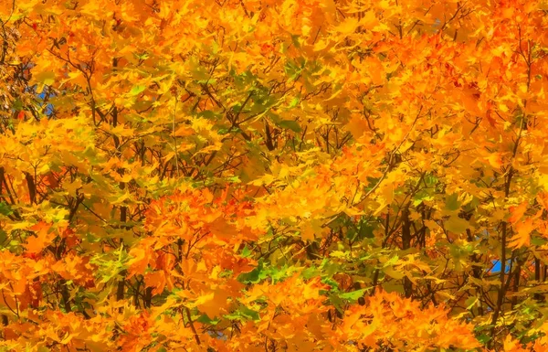 Цвета Осенний фон — стоковое фото