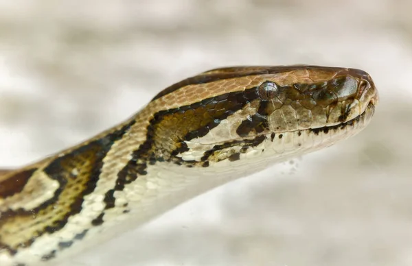 Змея Питона или Боа — стоковое фото