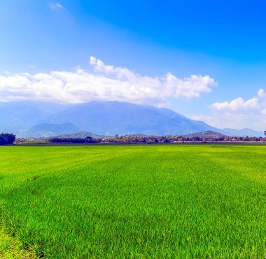 Yeşil çimenli ve mavi gökyüzlü çayır