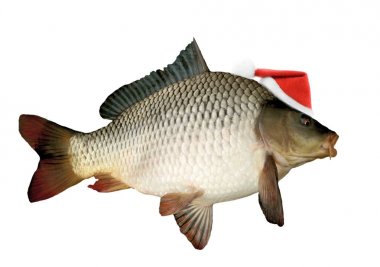 Santa şapka Noel sazan