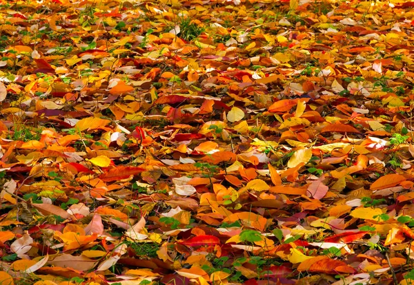 Autunno caduto foglie parco — Foto Stock