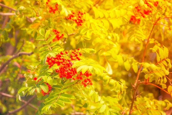 Najaarsbeukenbladeren — Stockfoto