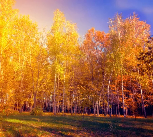 Herbstliche Buchenblätter — Stockfoto