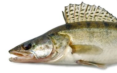 zander fish from the side. River fish clipart