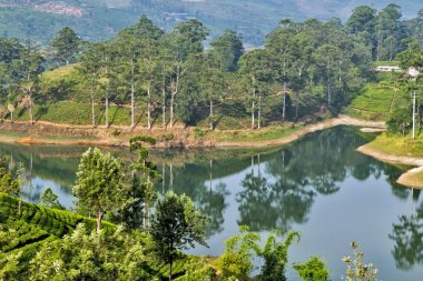Yeşil çay Gölü çalılar