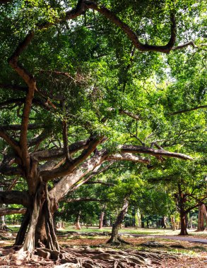 ağaç tropik kök ile