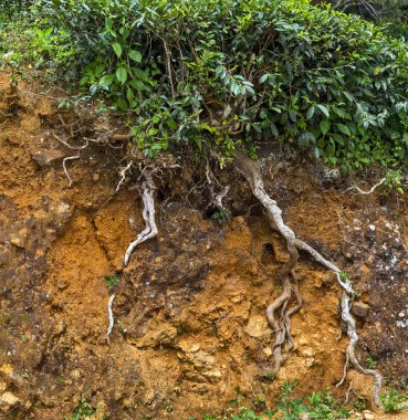 Yeşil çay kök çalılar