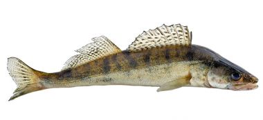 Freshwater raw fish clipart