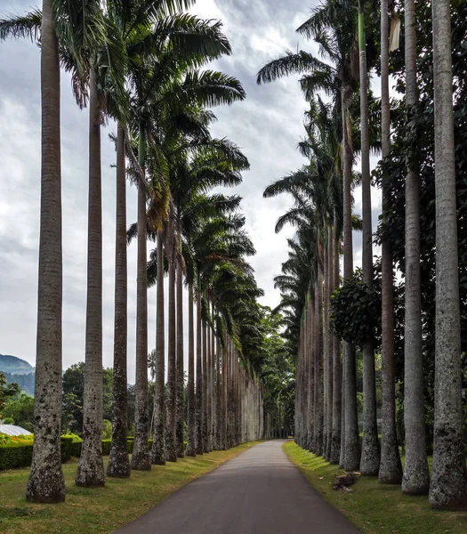 Grandes palmeras naturaleza — Foto de Stock