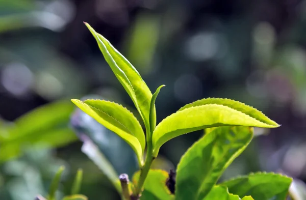 Зеленый чай листья фоновые кусты — стоковое фото